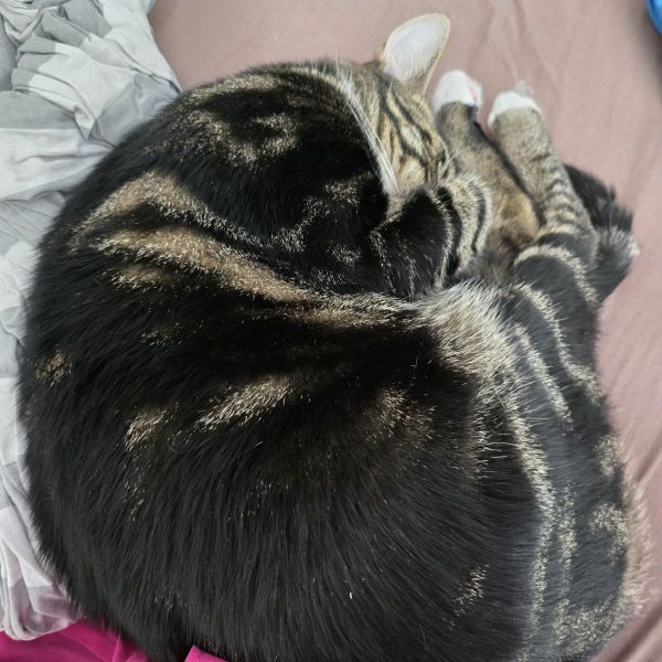Obelix
