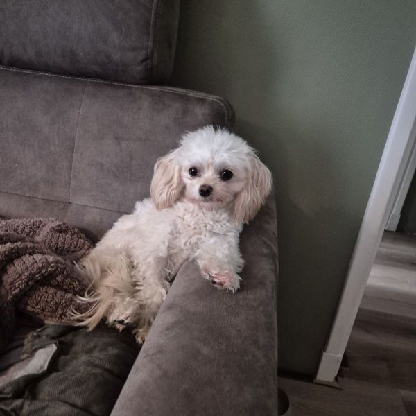 Coco