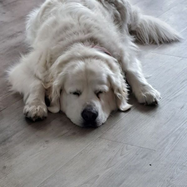 Balou