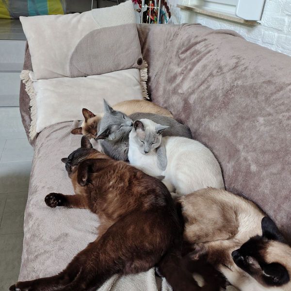 5 knuffeldozen