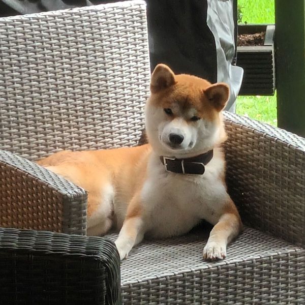 Masumi
