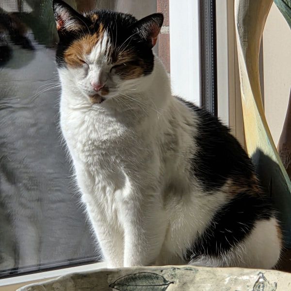 Phoebe