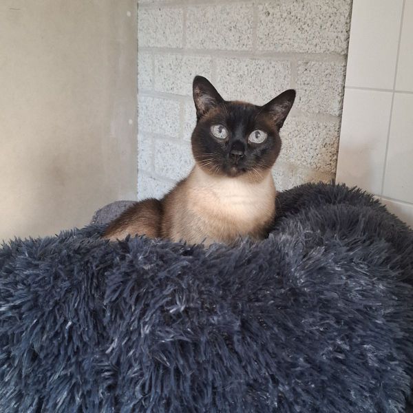 Zoë