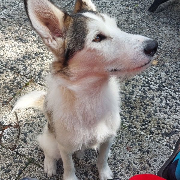 Obi