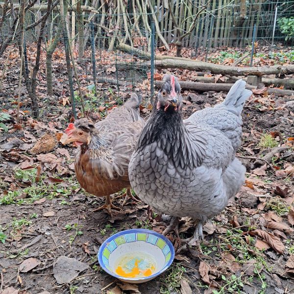 Kuifje en Roadrunner