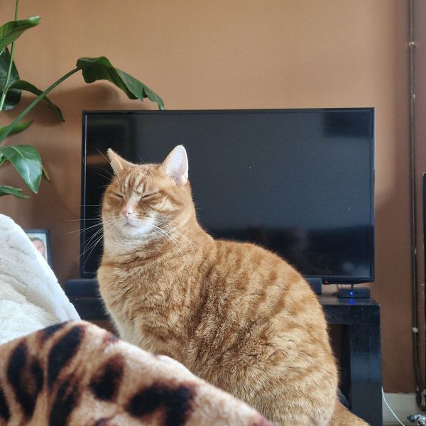 Teun