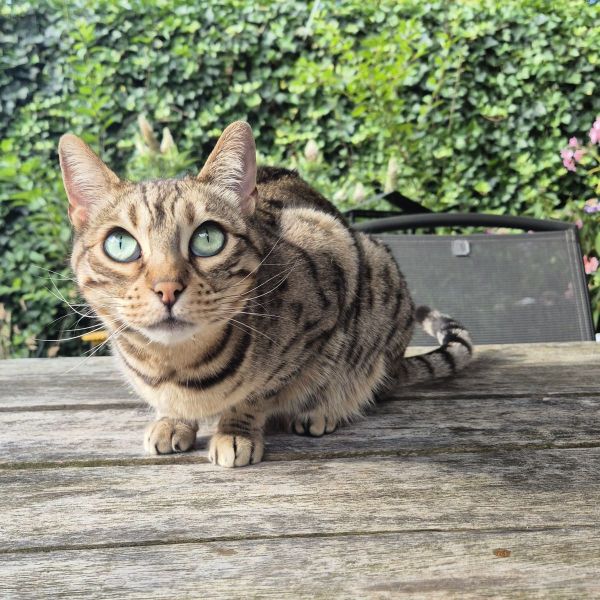Suki