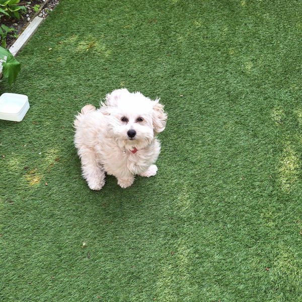 Coco