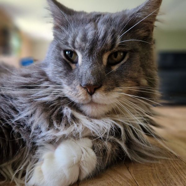 Yoda