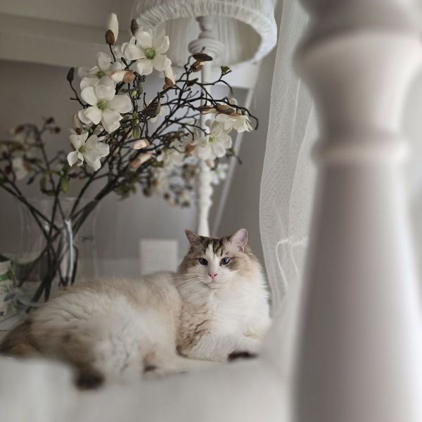 Bella