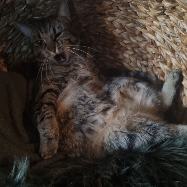 Bowie