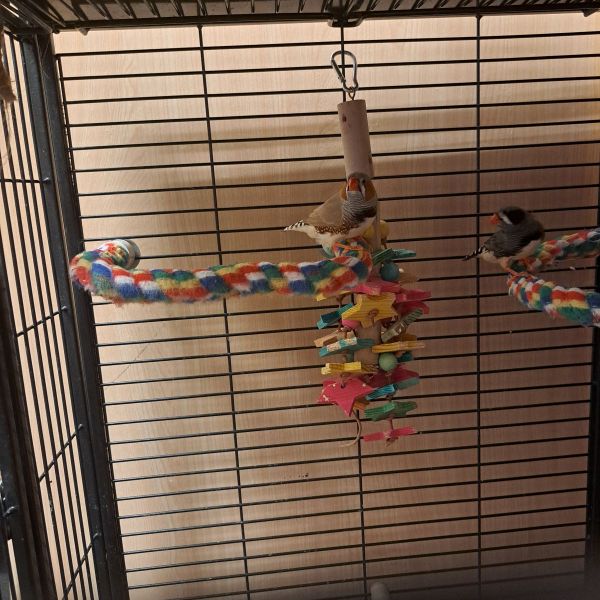 Milo, spickey, tweety, fenix en spirit