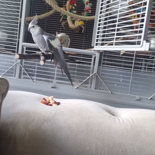 Sjaakie en sjors (vrouwlijk)