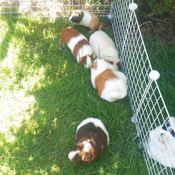 6 lieve cavia's