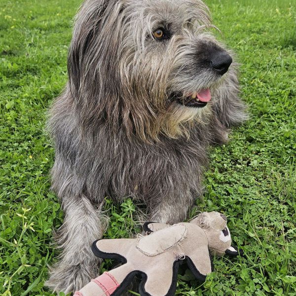 Balou