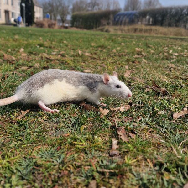 Polly,Molly,Lucy,Beer,Muis,Bertha