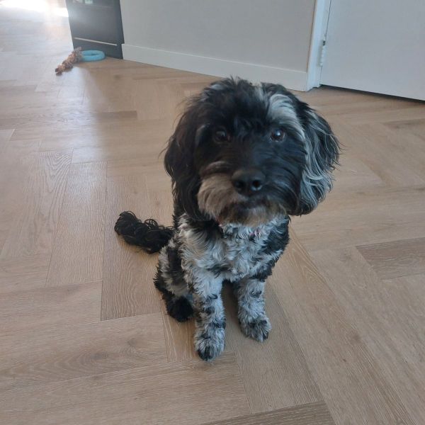 Nova