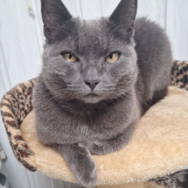 Bella