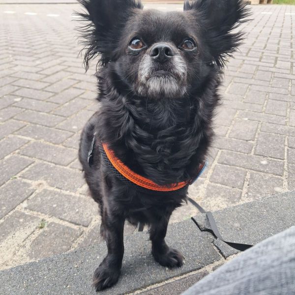 Bolo