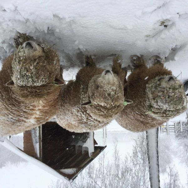 6 Ryelandschapen