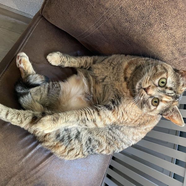 Nala