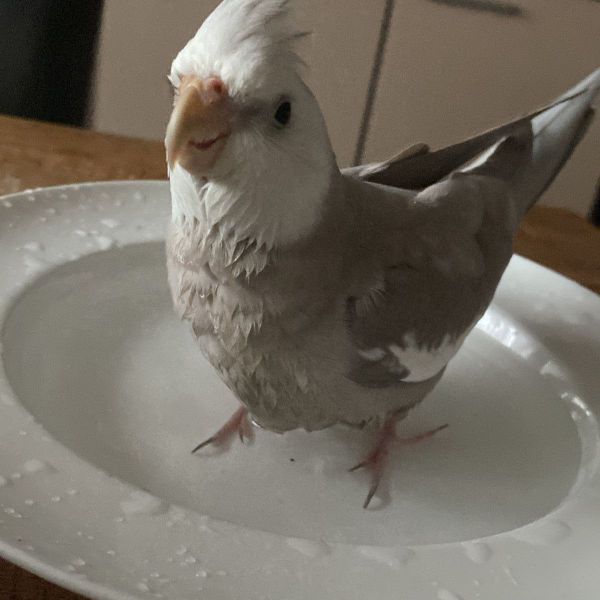 Rambo