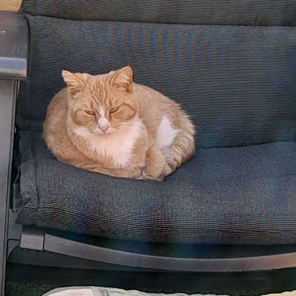 Wimpie