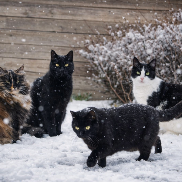 Sjonnie, Saar en Noor