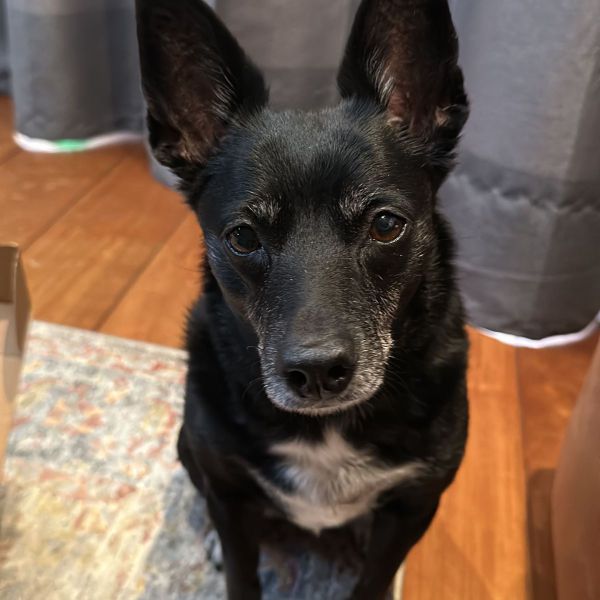 Bonnie