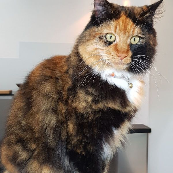 Ziva