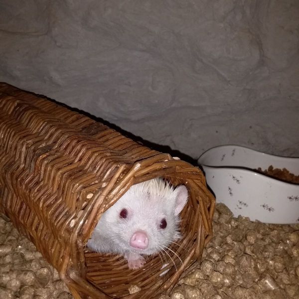 Speedy
