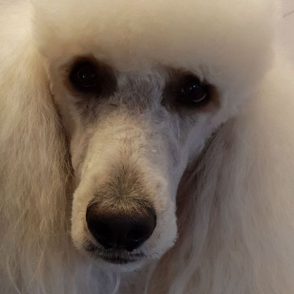Sanne
