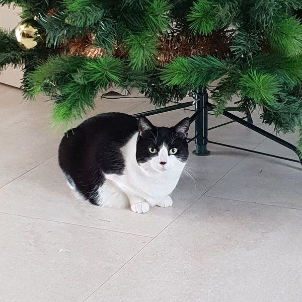 Meissie