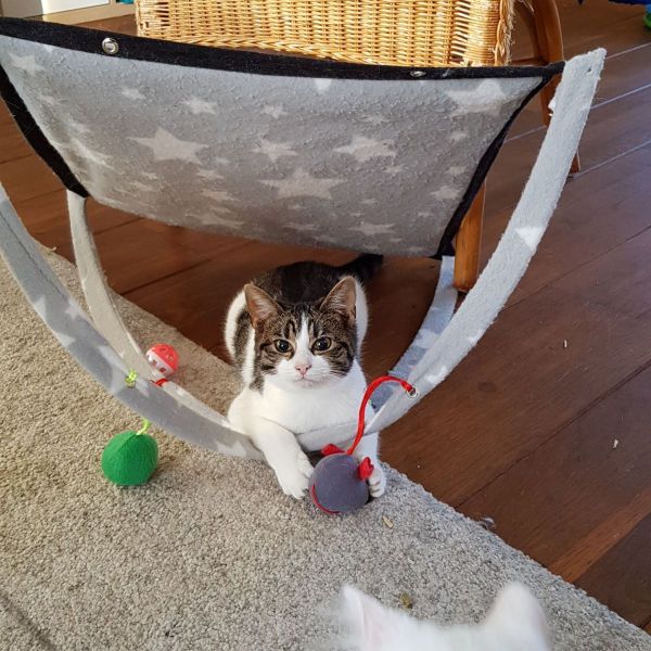 Angel