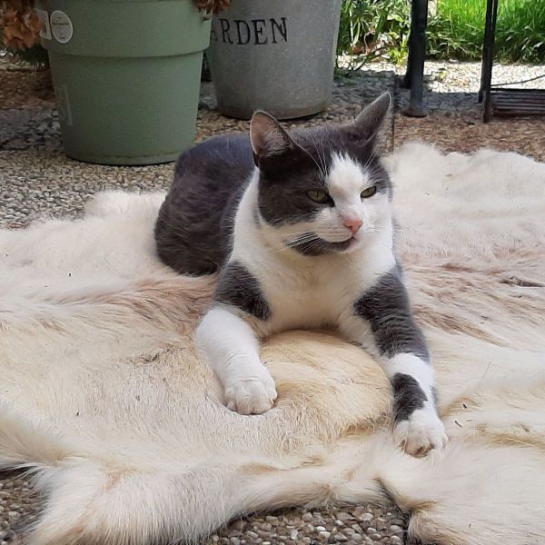 Kitten