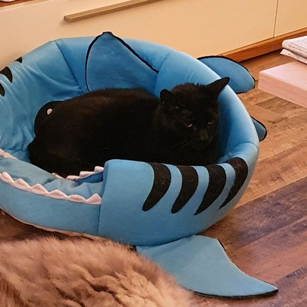 Vinnie
