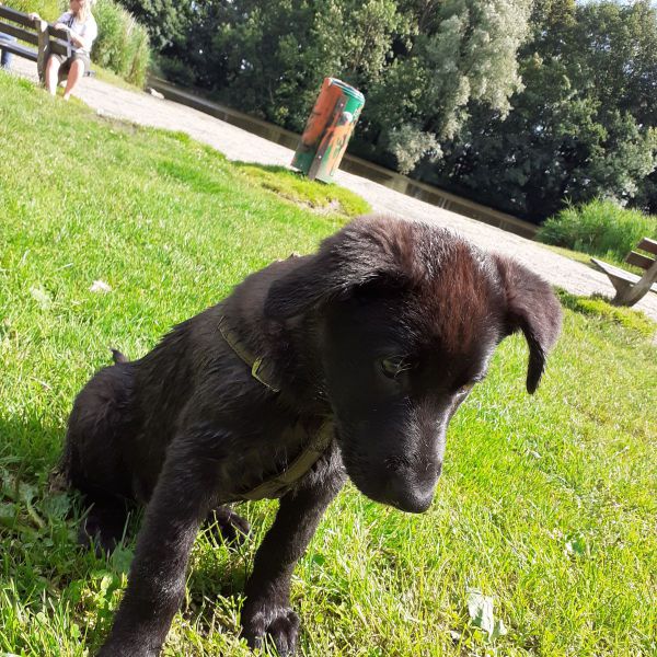 Nova