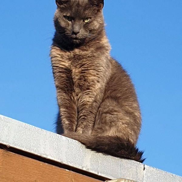 Bella