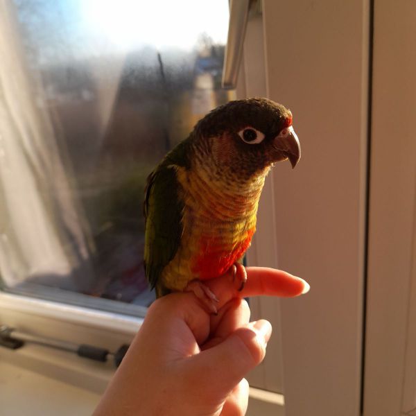 Aiko