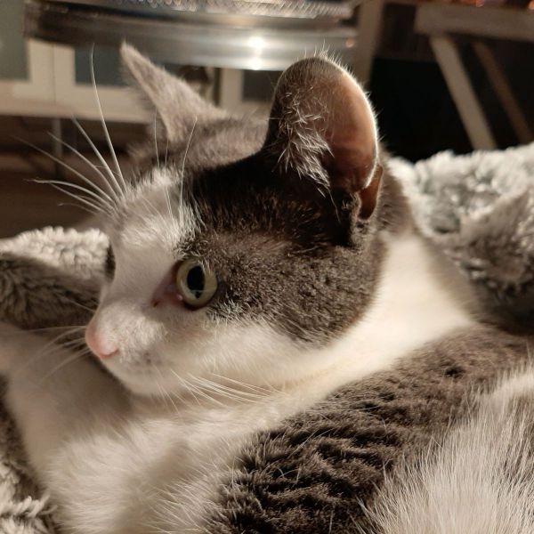 Kitten