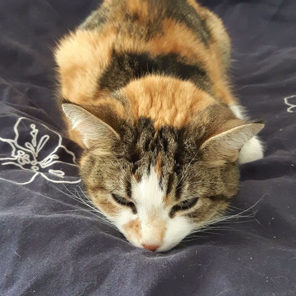 Gigi