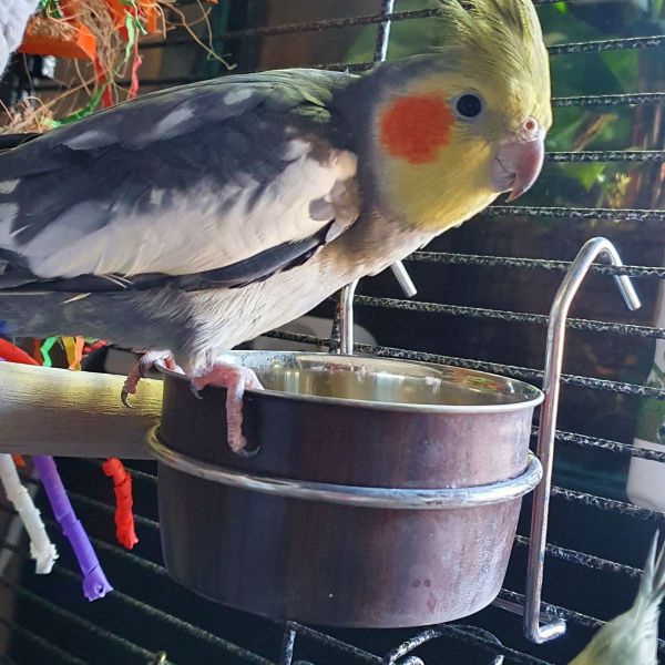 Loki