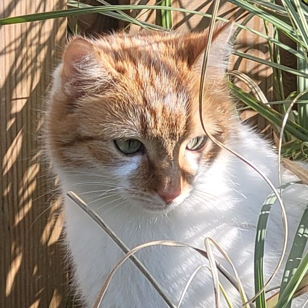 Sammy