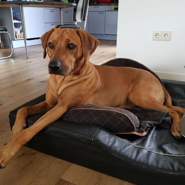 Ziva