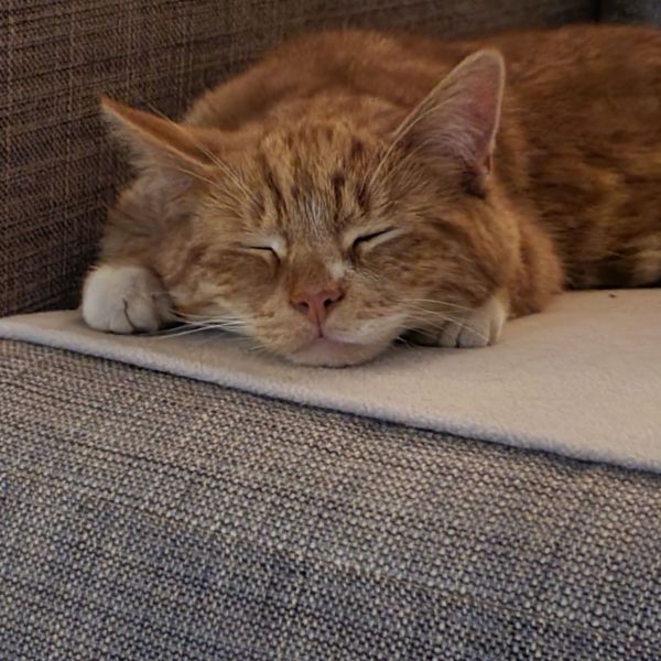 Karel