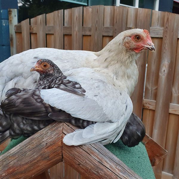 Roos (grote) met 1 van de 2 krieltjes (Tup)