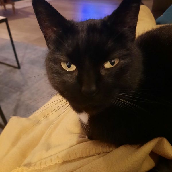 Isa