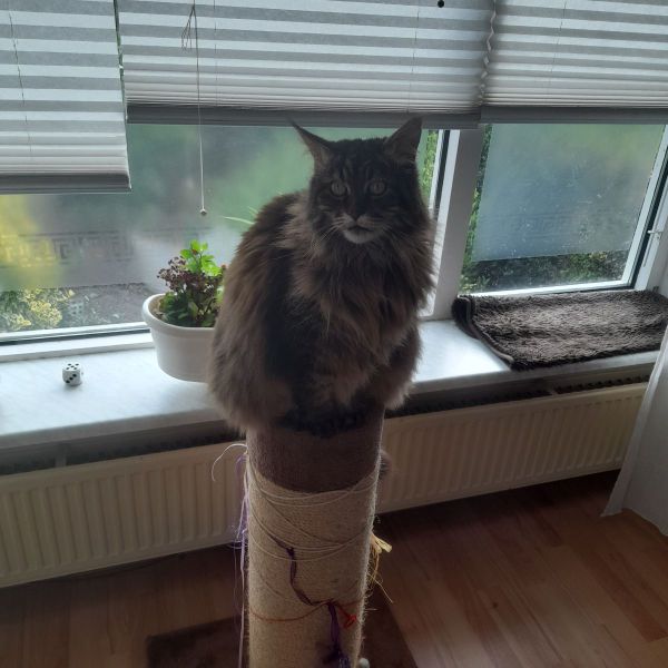 Zifra