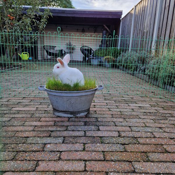 Bunny