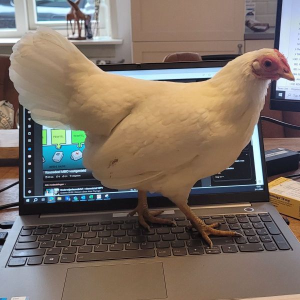 Saartje